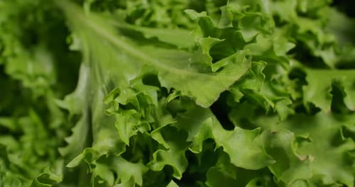 Green Salad