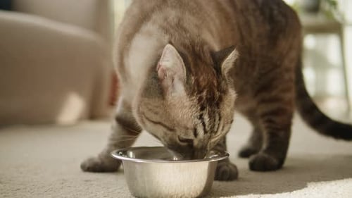 Hungry Cat Eating From Metal Bowl Closeup Scottish Fold Portrait