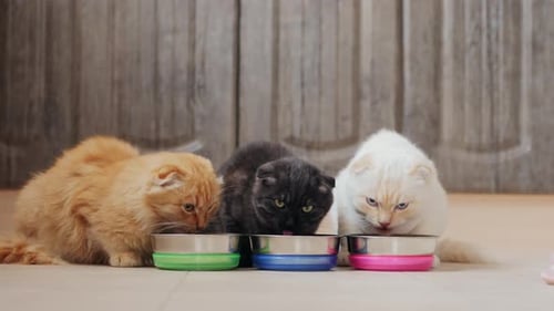 Cute Kittens Eating Food Indoors