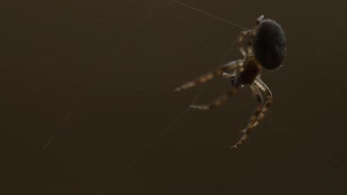 Spinne webt ein Netz
