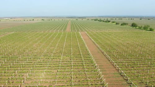 Green Vineyard Meadow