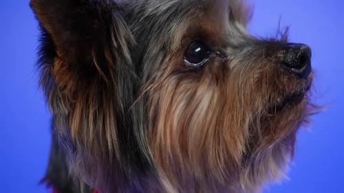The Muzzle of a Yorkshire Terrier on a Blue Gradient Background in the Studio in Profile Close Up