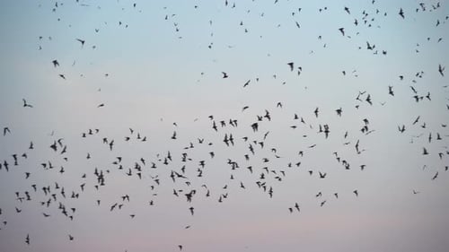 Set verschiedener schwarzer Fledermaus-Silhouetten, die isoliert auf blauem Himmelshintergrund fliegen.