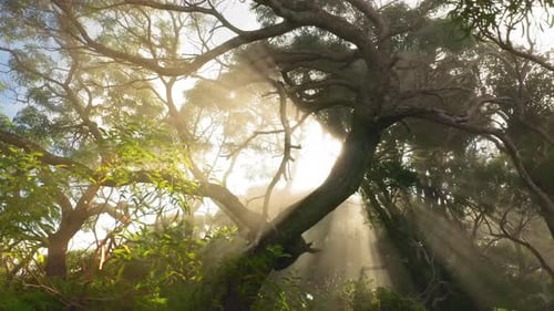 Video: Grüner Regenwald, Baum, Brunch, Sonnenstrahlen, die durch den Nebel kommen