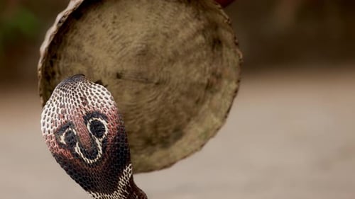 Indian Spectacled Cobra Snake Venomous with Its Hood Lat