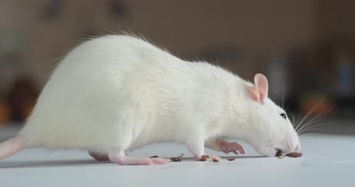 White Rat Eats Seeds in Domestic Setting