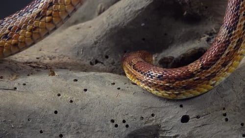 Coronella Brown Snake Crawling on Wooden Snag at Black Background. Close Up