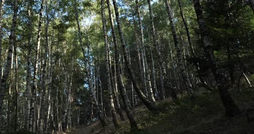 Birch forest near Le Plan de Monfort, the Cevennes National park, Lozere department, France