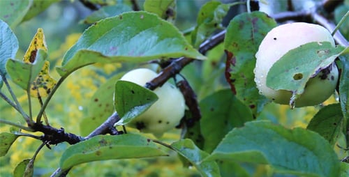 Moving Camera In A Garden