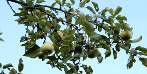Bewegte Kamera in einem Garten 2
