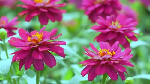 Close-up of Vibrant Pink Zinnia Flowers in Bloom