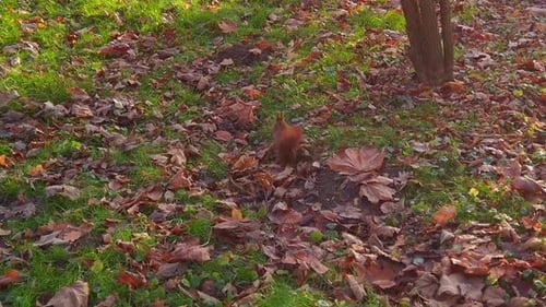 Squirrel in the autumn park.