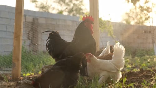 Livestock