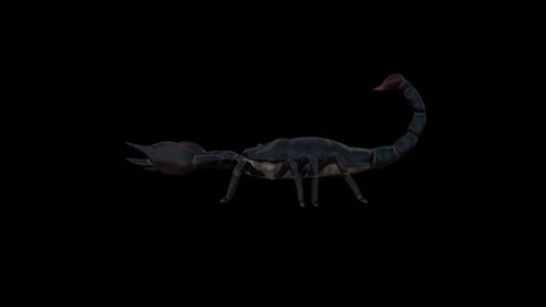 Black Scorpion Walk