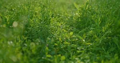 Wild Grass in Field in Sunny Morning Closeup Moving View on Ground Prores