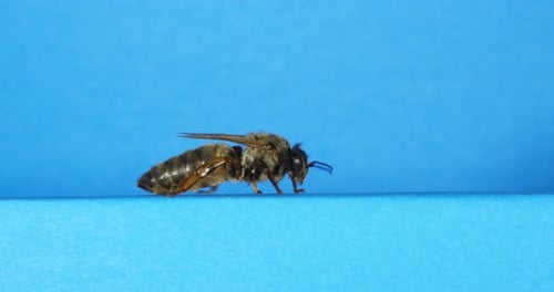 European Honey Bee, apis mellifera, Black Queen walking against Blue Background