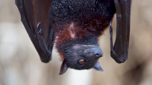 Primer plano de Pteropus Vampyrus colgando boca abajo husmeando y mirando a su alrededor