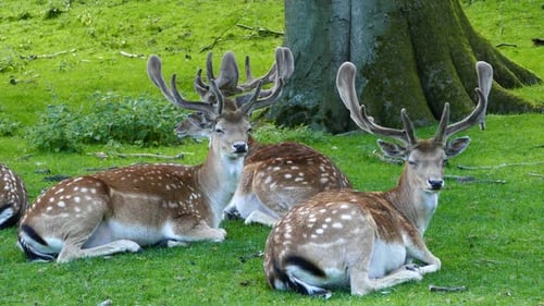 Resting Deer with Large Antlers in Meadow