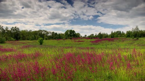 Field of Red Flowers. Timelapse