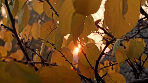 Warm Autumn Scenery in a Forest