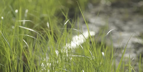 Grünes Gras auf dem Wind Bokeh