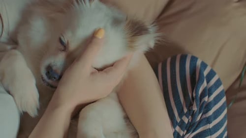 Close Up of White Spitz Lying on Woman