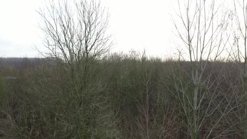 A video starting going down from the top of at a tree trunk of a tree without leaves in winter