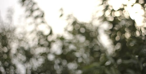 Blätter im Wind Bokeh