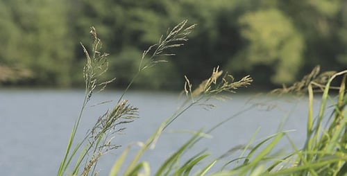 Grünes Gras und Fluss