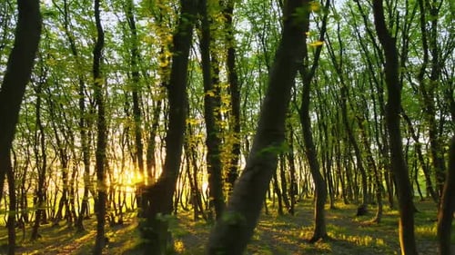 Drone Footage of Dense Evening Woods with Tall Trees and Bright Yellow Sunlight Shining Between