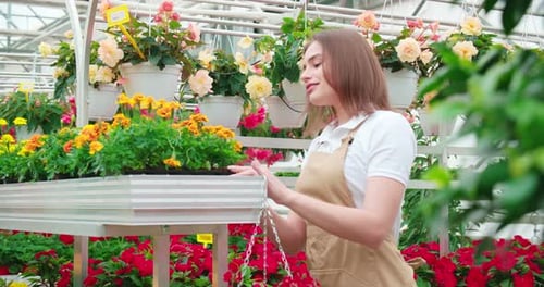 Woman in Apron Planting Colorful Flowers at Greenhouse