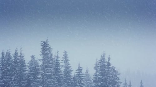 Beautiful Fluffy Snow on Tree Branches