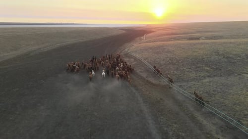 Wild Horses Running