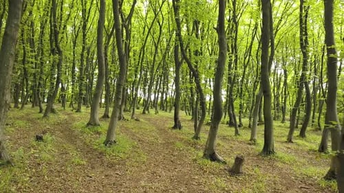 Dense green summer forest with many tall trees and morning sun light