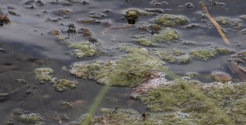 Barro agitado en el agua