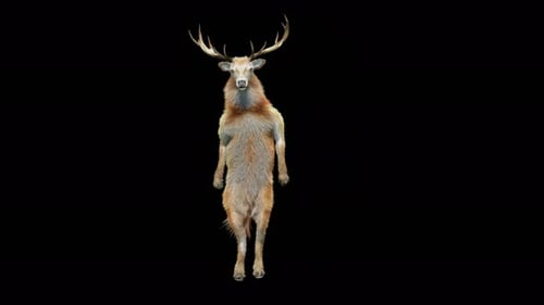 Funny 3D Animated Deer Dancing on Hind Legs with Alpha Channel