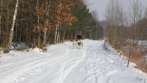 Training sled dogs on rural road in winter