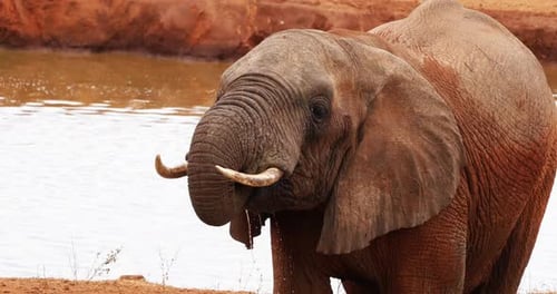 Afrikanischer Elefant, loxodonta africana, Erwachsener stehend am Wasserloch, Tsavo Park in Kenia