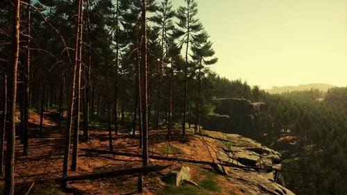 Pine Forest on the Mountainside