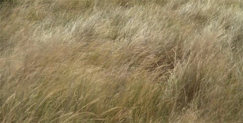 Dry Summer Field