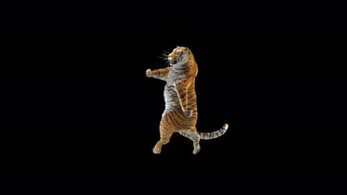 Tiger Tanzen 4K