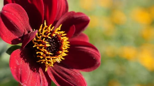 Beautiful petal deep red color dahlia flower in the garden 4K 2160p UltraHD footage - Dahlia Bishop