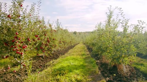 Apples Growing in Orchard on a Sunny Day