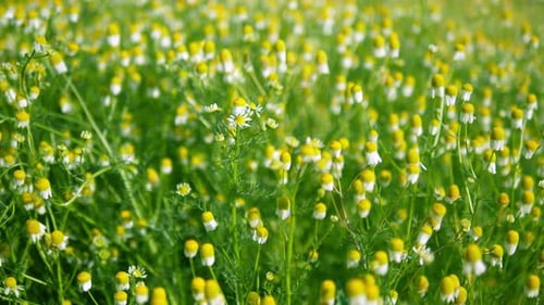 White Flower