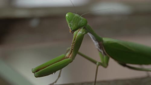 Praying Mantis Looking To The Side - macro shot