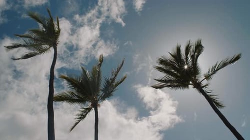 Palm Trees