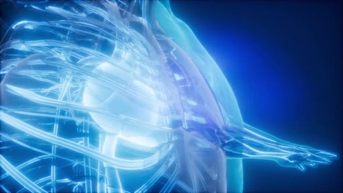 Futuristic Human Heart and Circulatory System Animation