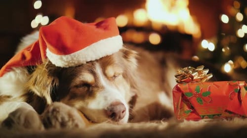 A Sweet Dog Is Sleeping Near His Christmas Present, in the Background Is a Christmas Tree and a Fire