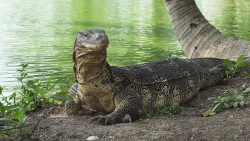 A monitor lizard lurks near the water's edge alter while hunting in the wild