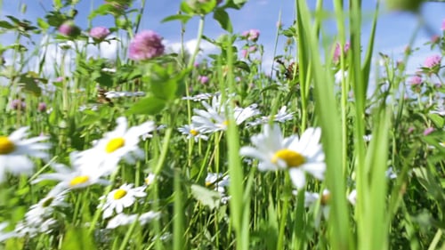 Through The Grass